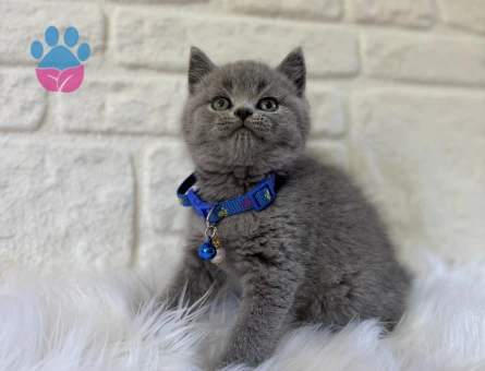 British Shorthair Yakışıklı 2 aylık