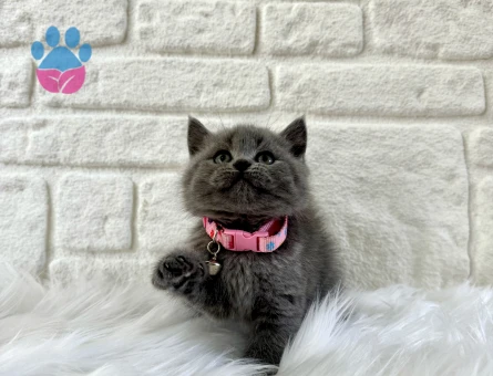 British Shorthair Gri Dişi 2 Aylık