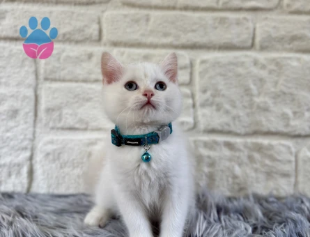 British Shorthair Beyaz Yavrumuz 2 aylık