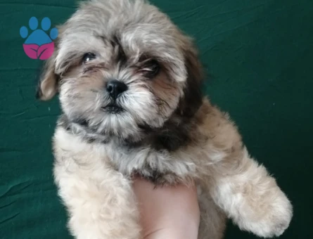 TAMAMEN EVCİL SHİTTZU YAVRU SAHİPLENDİRME