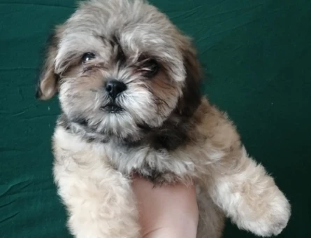 TAMAMEN EVCİL SHİTTZU YAVRU SAHİPLENDİRME