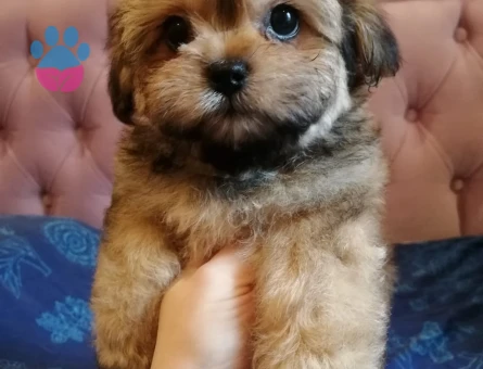 TAMAMEN EVCİL SHİTTZU YAVRU SAHİPLENDİRME