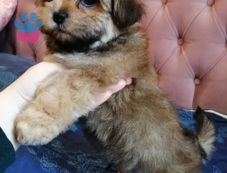 TAMAMEN EVCİL SHİTTZU YAVRU SAHİPLENDİRME