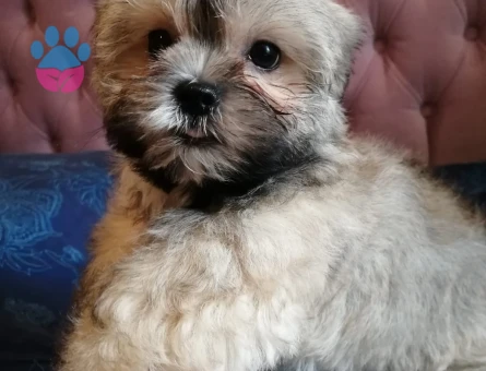 TAMAMEN EVCİL SHİTTZU YAVRU SAHİPLENDİRME