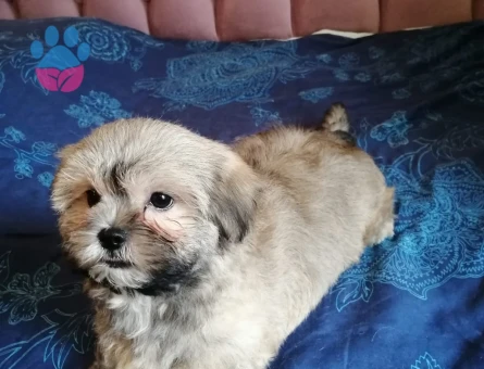 TAMAMEN EVCİL SHİTTZU YAVRU SAHİPLENDİRME