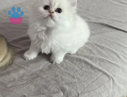 Bembeyaz longhair uzun tüylü maviş gözlü minnak Erkek