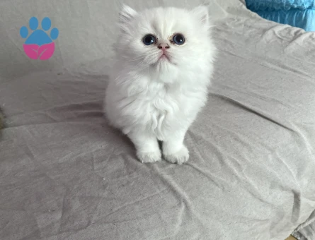 Bembeyaz longhair uzun tüylü maviş gözlü minnak Erkek
