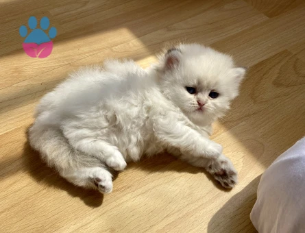 Bembeyaz longhair uzun tüylü maviş gözlü minnak Erkek