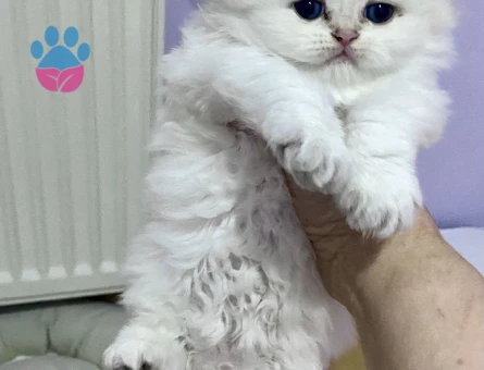 Bembeyaz longhair uzun tüylü maviş gözlü minnak Erkek