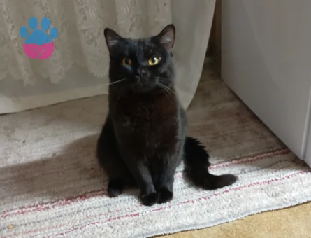 Scottish Fold Acil Yuva sokakta yaşayamaz