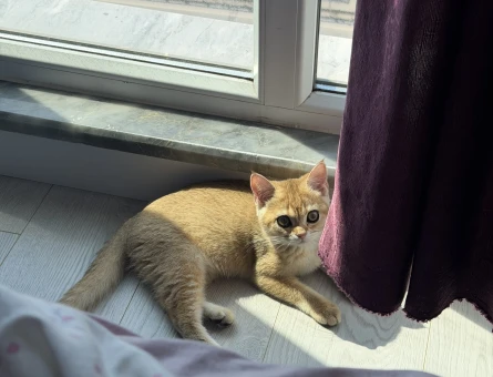 Safkan Golden British Shorthair