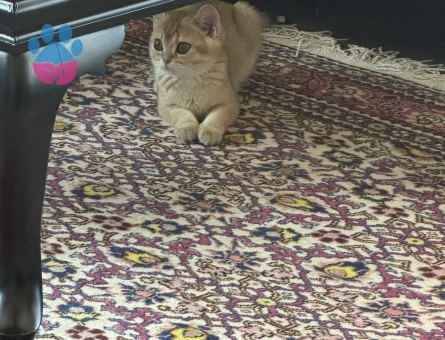 Safkan Golden British Shorthair