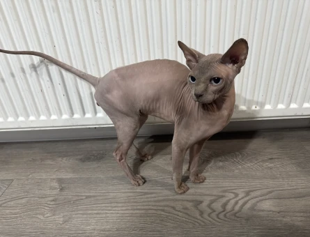 Sfenks erkek kedi - 4655