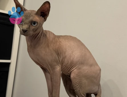 Sfenks erkek kedi