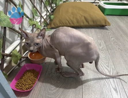 Sfenks erkek kedi
