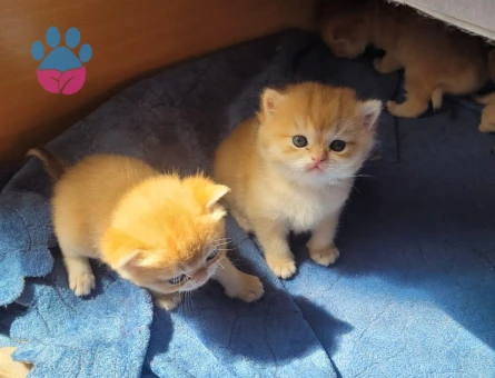 British golden ny 12 ve black golden