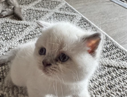 British shorthair yavrular - 4660