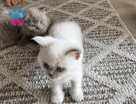 British shorthair yavrular