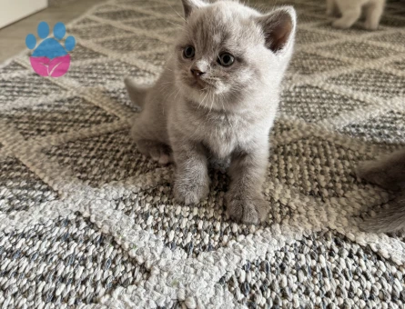 British shorthair yavrular