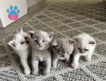 British shorthair yavrular