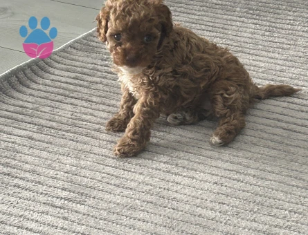 3 aylık dişi toy poodle