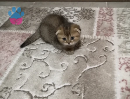 British 2 aylık Erkek