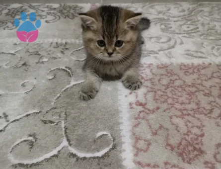 British 2 aylık Erkek