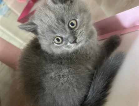 British Shorthair 2 Aylık Boncuk Gözlü - 4672