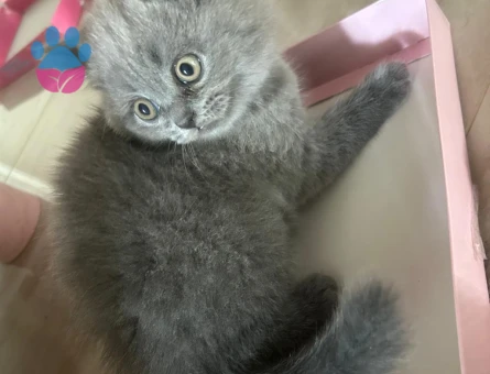 British Shorthair 2 Aylık Boncuk Gözlü