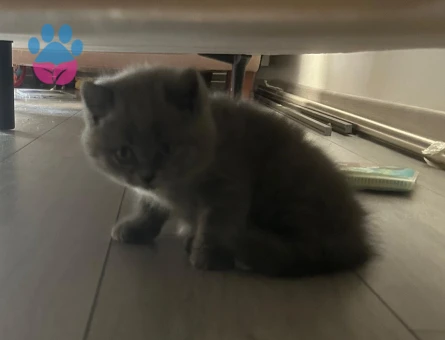 British Shorthair 2 Aylık Boncuk Gözlü