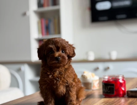 🐶 Satılık Toy Poodle Yavrusu – 2,5 Aylık Brown 🐶 - 5286