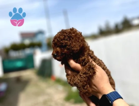 🐶 Satılık Toy Poodle Yavrusu – 2,5 Aylık Brown 🐶