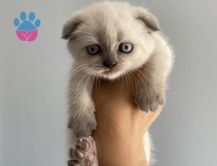 2 Aylık Scottish Fold Yavrularımız