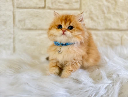 British Longhair Erkek Golden Nadir Renk - 5291