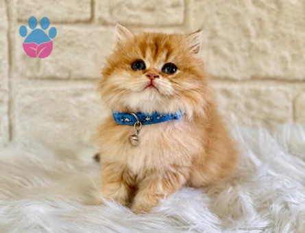 British Longhair Erkek Golden Nadir Renk