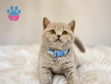 Lilac British Shorthair Erkek Yavrumuz - 5292