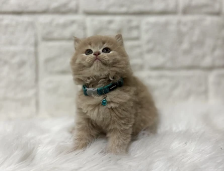 British Longhair Ay12 Erkek Pamuk Oğlumuz - 5293