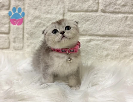 Scottish Fold Silver Tabby Dişi Yavrumuz