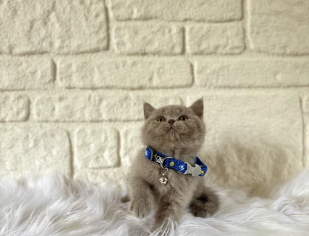 British Shorthair Az Bulunan Lilac Renk Yavrumuz - 5295