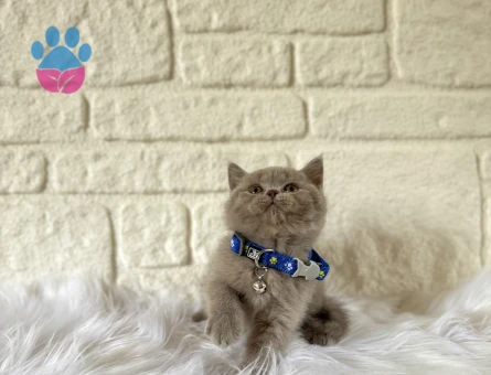 British Shorthair Az Bulunan Lilac Renk Yavrumuz