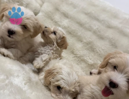 Maltipoo Bebekler