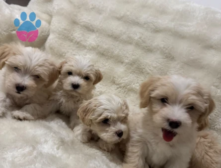 Maltipoo Bebekler - 5300