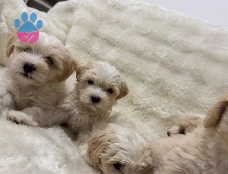Maltipoo Bebekler