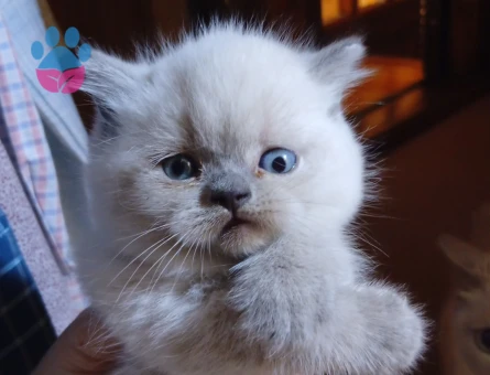 British Shorthair 2 Aylık Kedimiz Yuva Arıyor