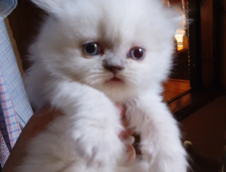 British Shorthair 2 Aylık Kedimiz Yuva Arıyor - 5301