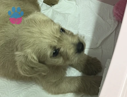 Maltipoo 3 Aylık Yuva Arıyor