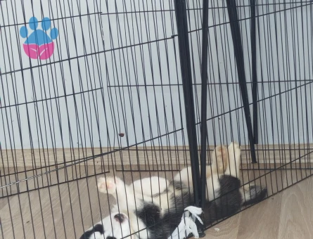 Husky Dişi 3 Aylık Yuva Arıyor