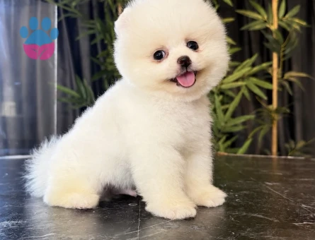 Pomerinian Boo 2 Aylık Dişi ve Erkek Yavrular