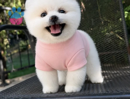 Pomerinian Boo 2 Aylık Dişi ve Erkek Yavrular