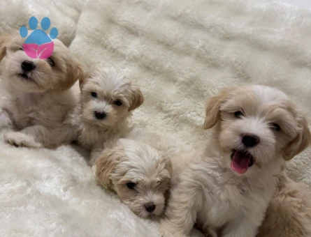 Maltipoo 2 Aylık Sevimli Yavrular